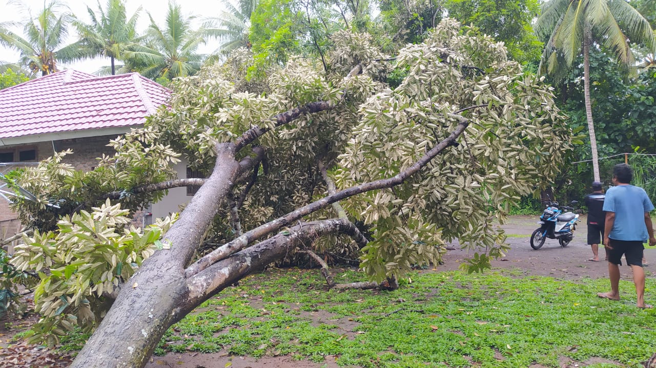 Pohon Tumbang